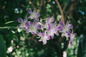 Full-bleed image of orchids cascading gracefully, blending ivory and muted sage hues in natural light.