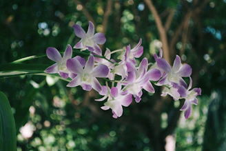 Full-bleed image of orchids cascading gracefully, blending ivory and muted sage hues in natural light.