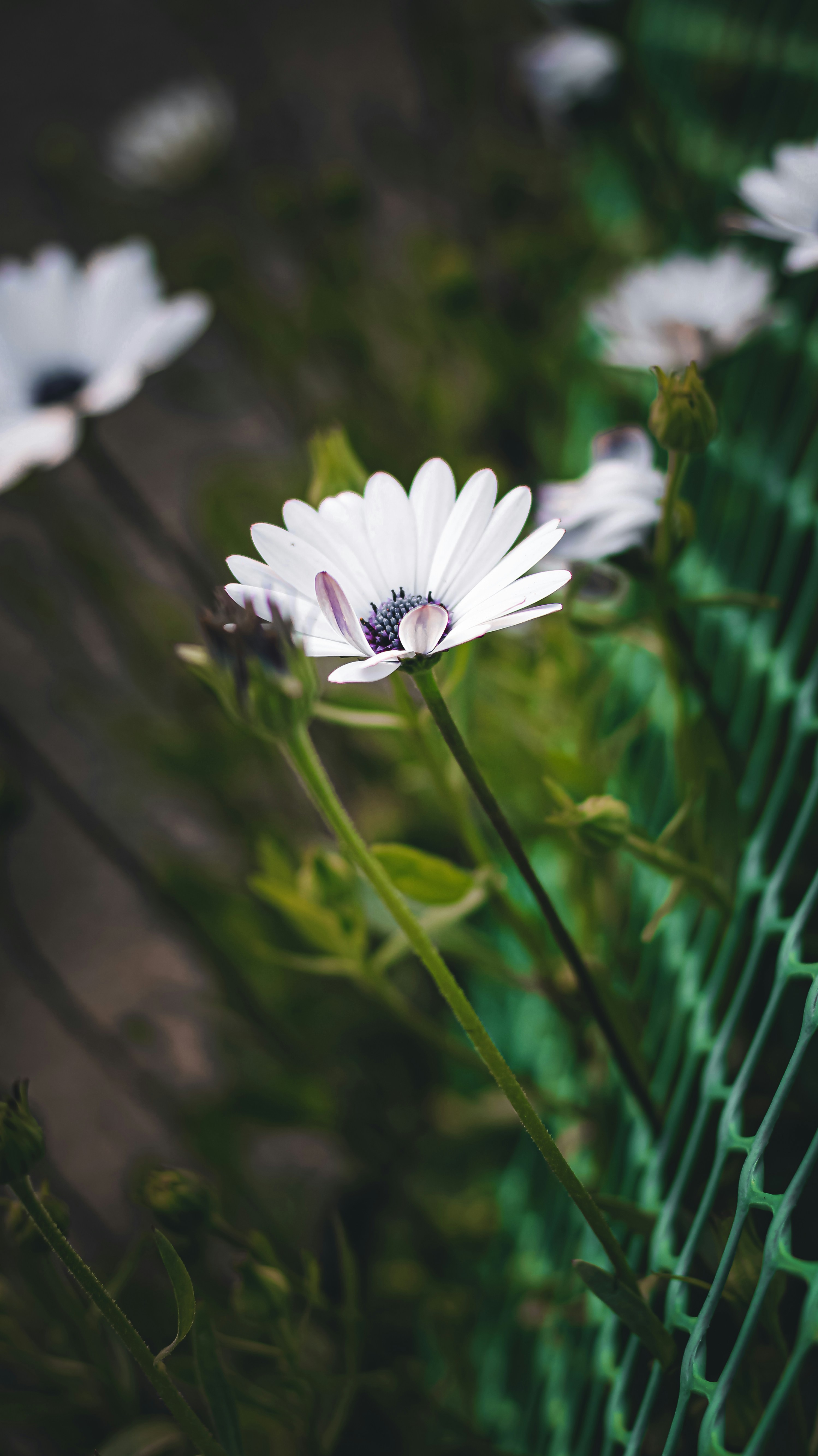 Photo by i_do_photographee