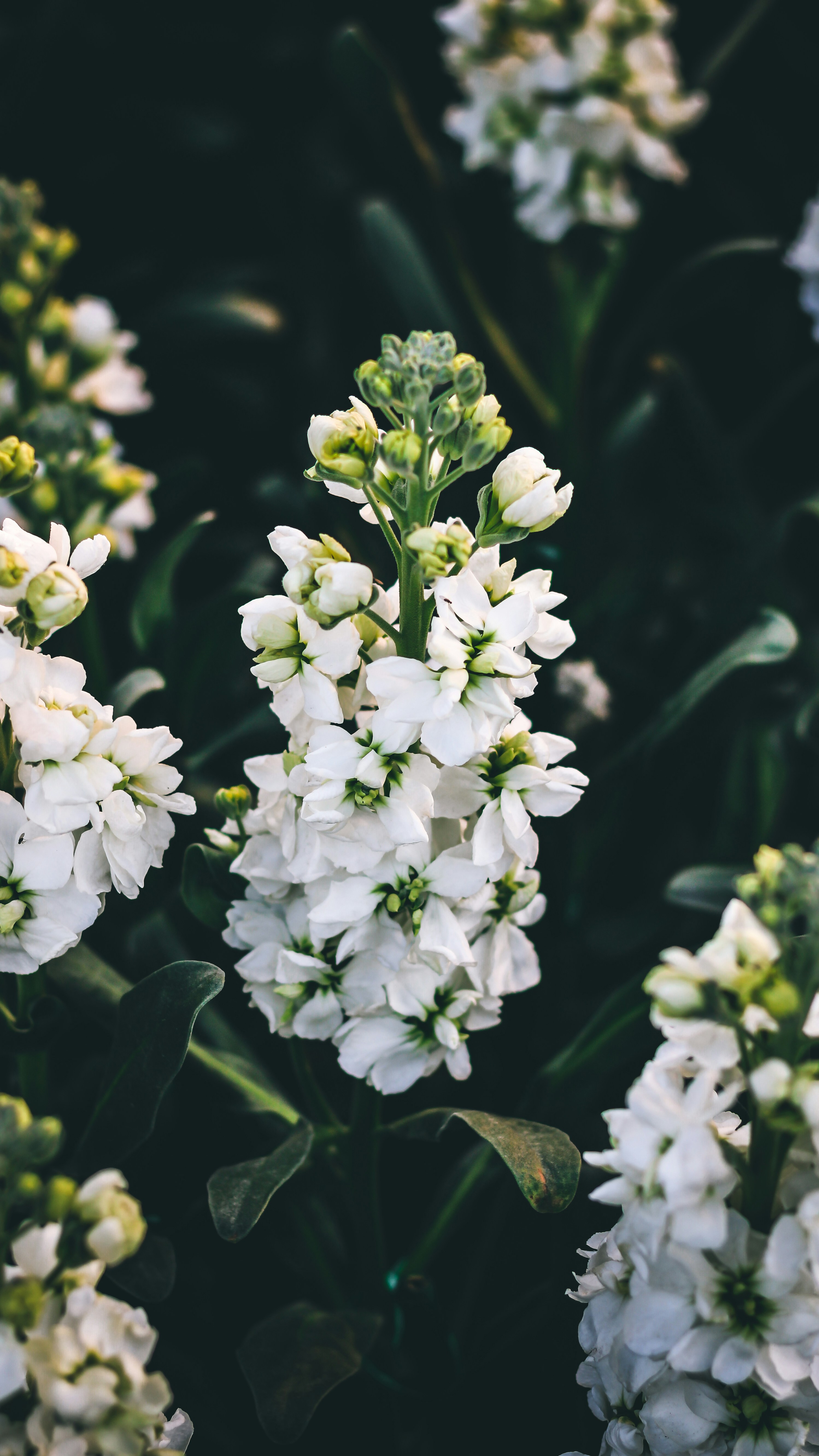 Photo by i_do_photographee