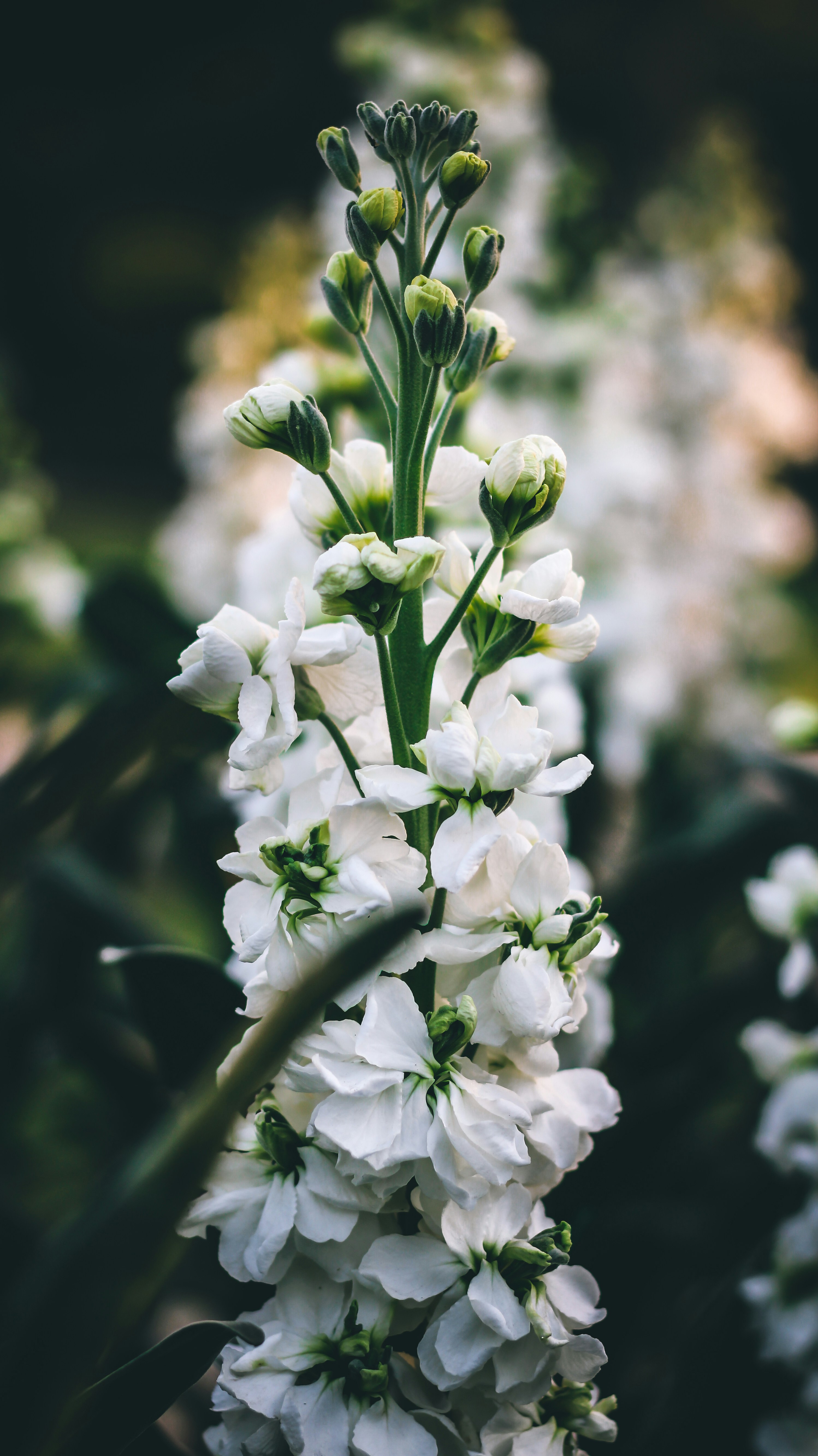 Photo by i_do_photographee