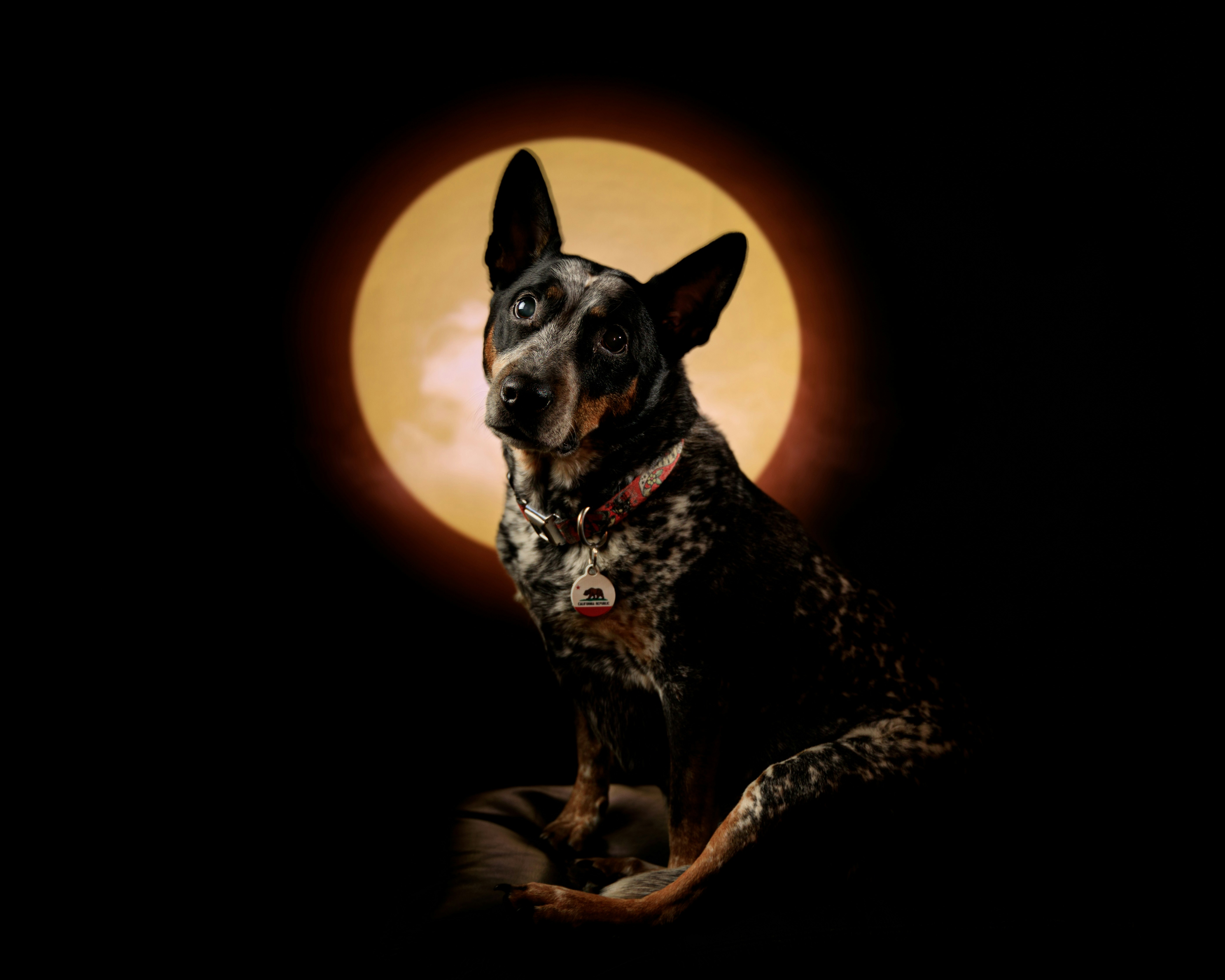 a dog sitting in front of a full moon