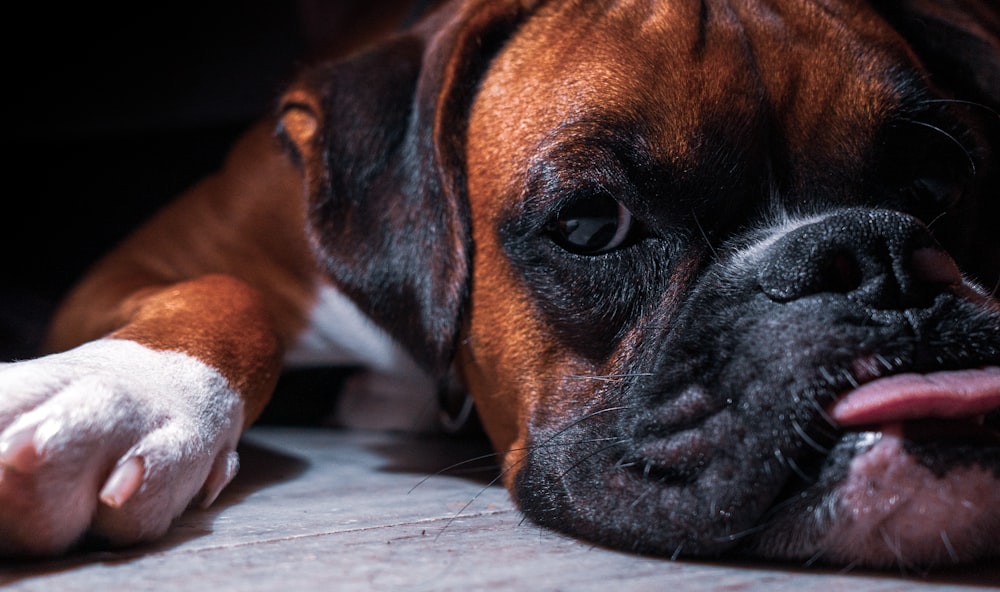 a close up of a dog laying on the ground