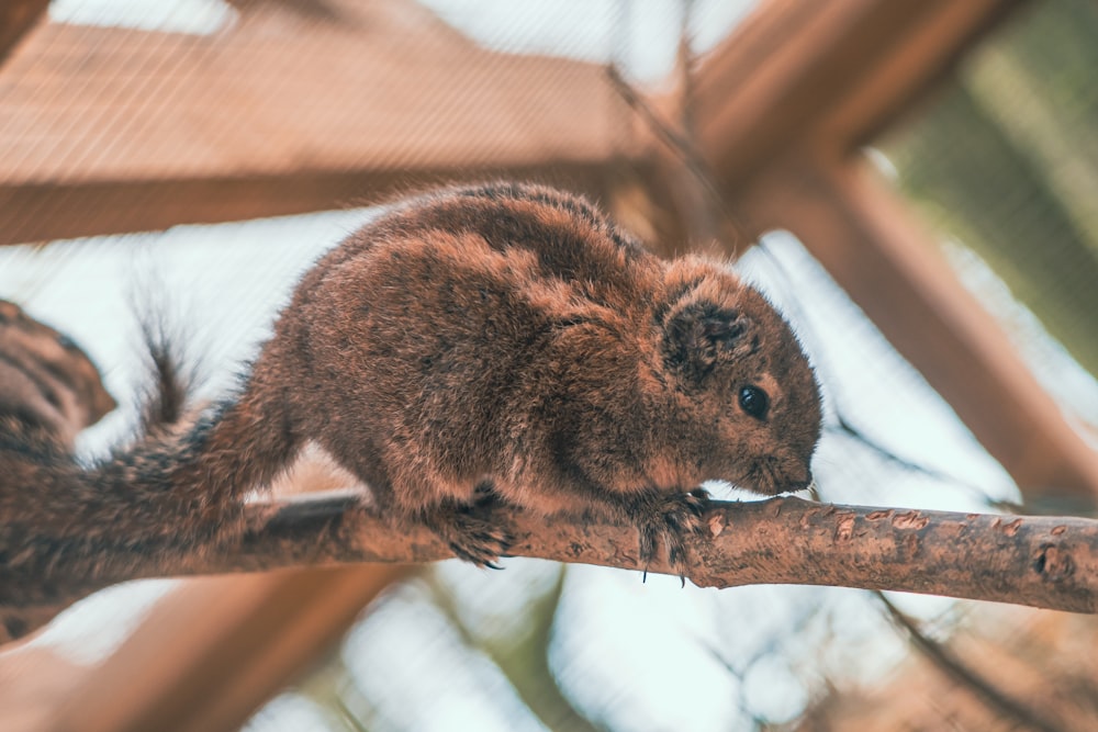 a small squirrel sitting on top of a tree branch