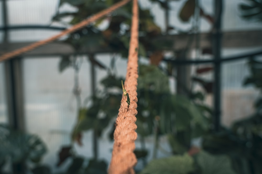 a close up of a plant in a greenhouse
