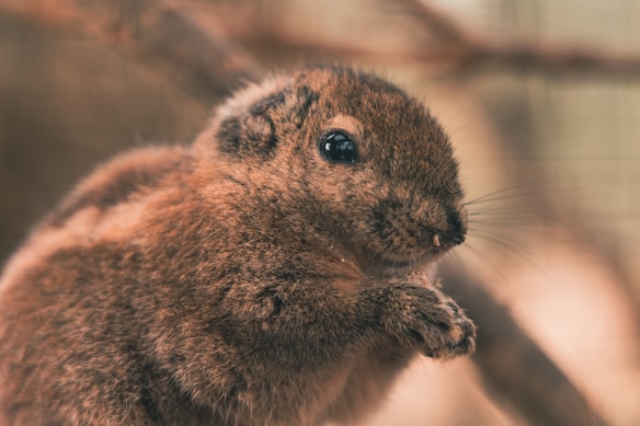 A close-up of a small, fluffy animal, possibly a pika or a similar small rodent, with a soft brown and grey fur. The creature's eye is prominent and reflective, providing an endearing and curious expression. Its small paws are held together near its face, which is detailed with delicate whiskers.