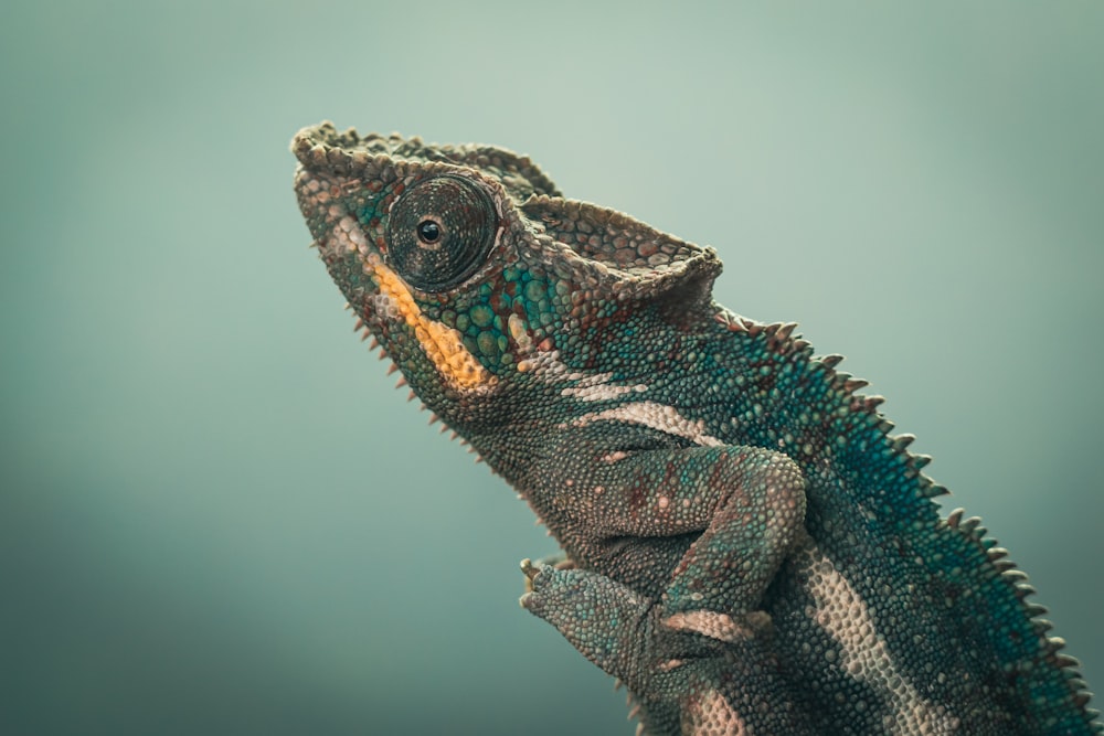 a close up of a lizard on a branch