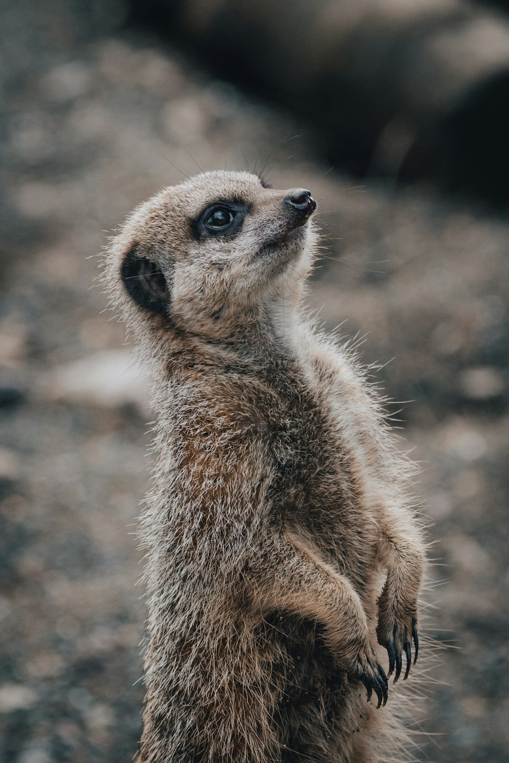 a close up of a small animal on a dirt ground