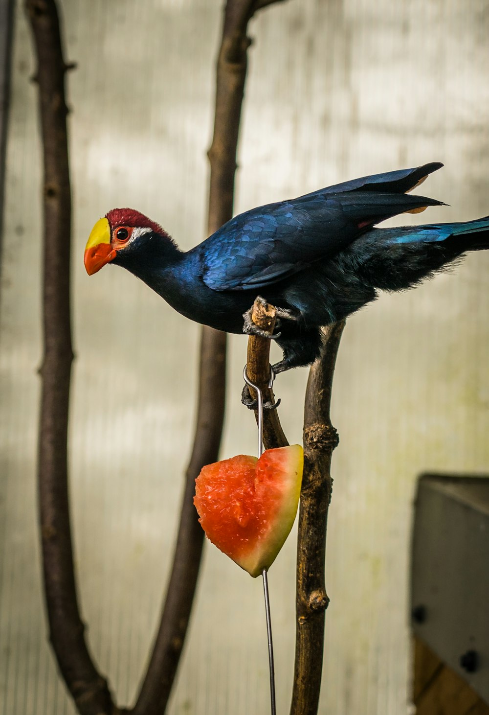 Un pájaro colorido encaramado en la parte superior de una pieza de fruta