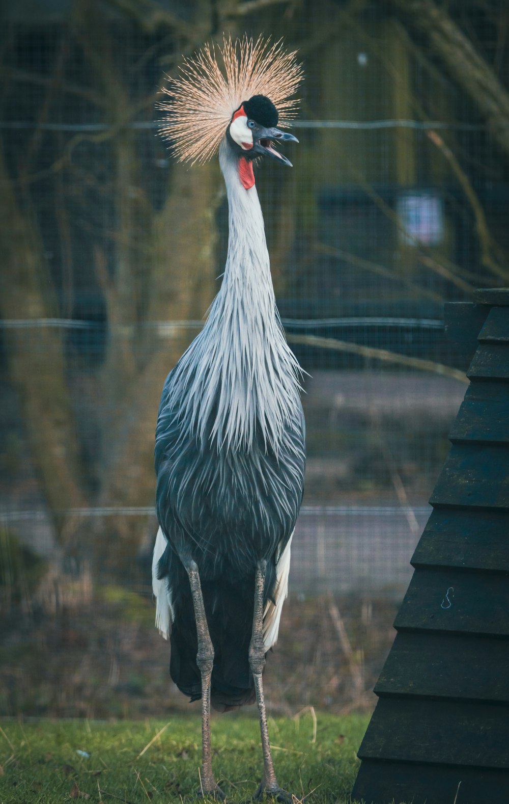 Un pájaro grande con un cuello largo parado en la hierba