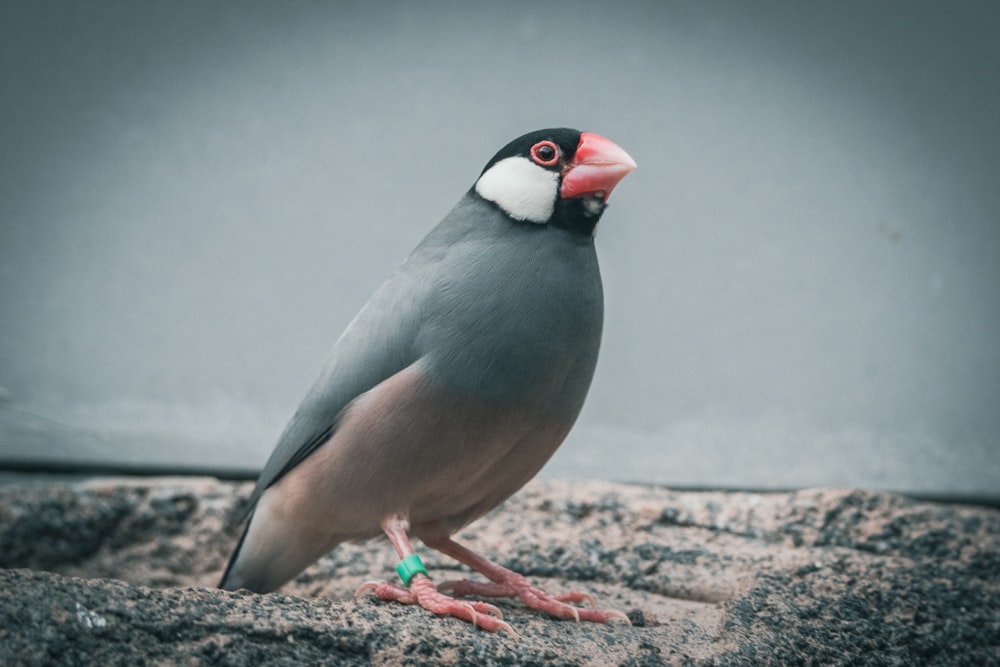 a bird is standing on a rock outside