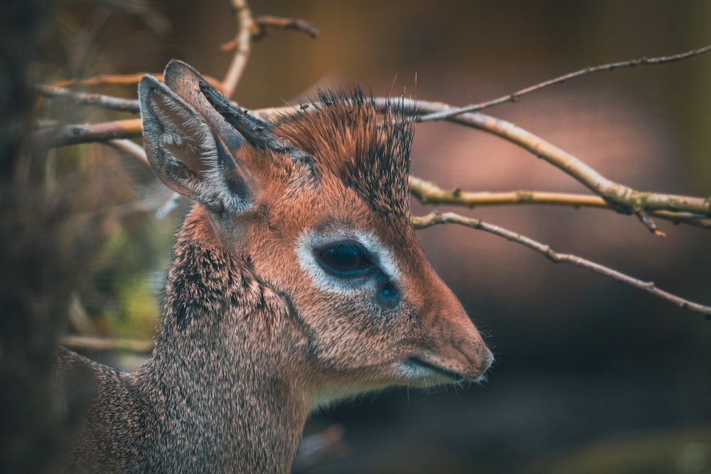 a close up of a deer's face near a tree