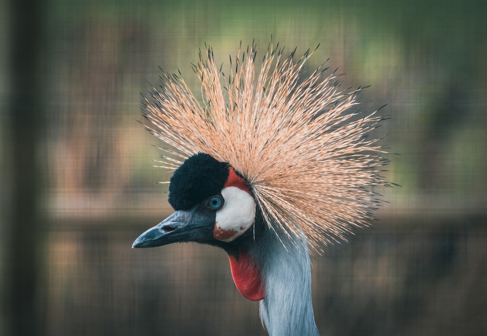 a close up of a bird with a mohawk on it's head