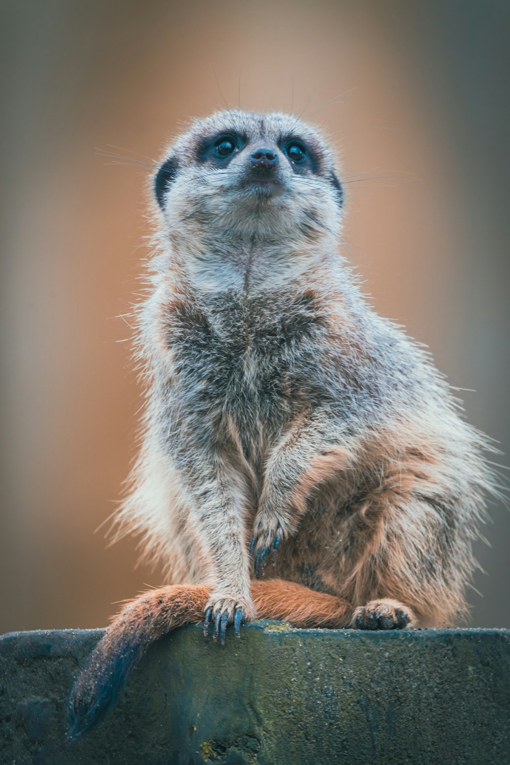 a meerkat sitting on top of a cement wall