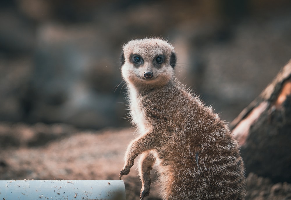 a small meerkat standing on its hind legs