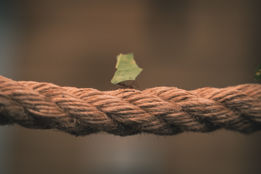 a green leaf sitting on top of a rope