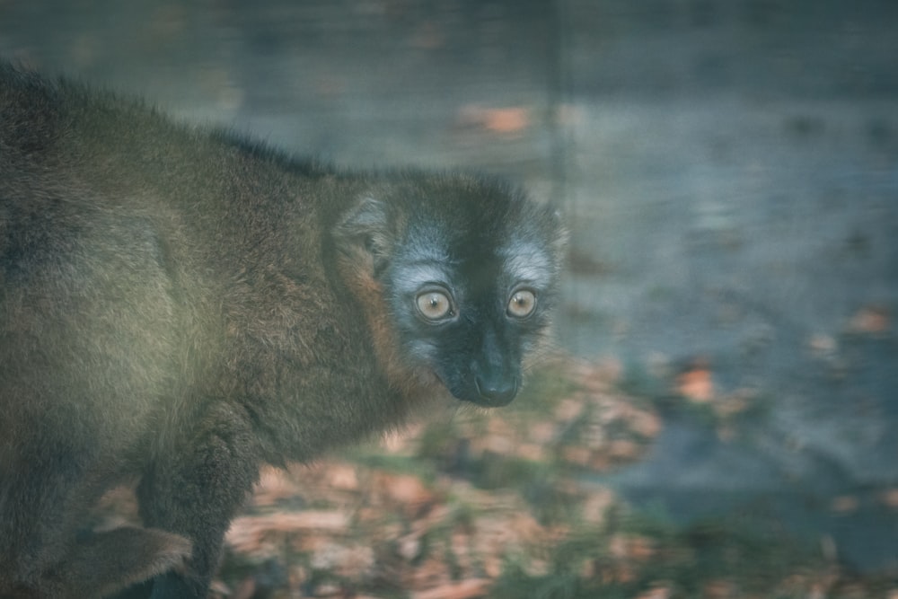 a monkey looking at the camera through a glass window