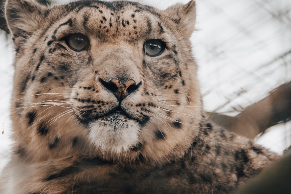 a close up of a snow leopard's face