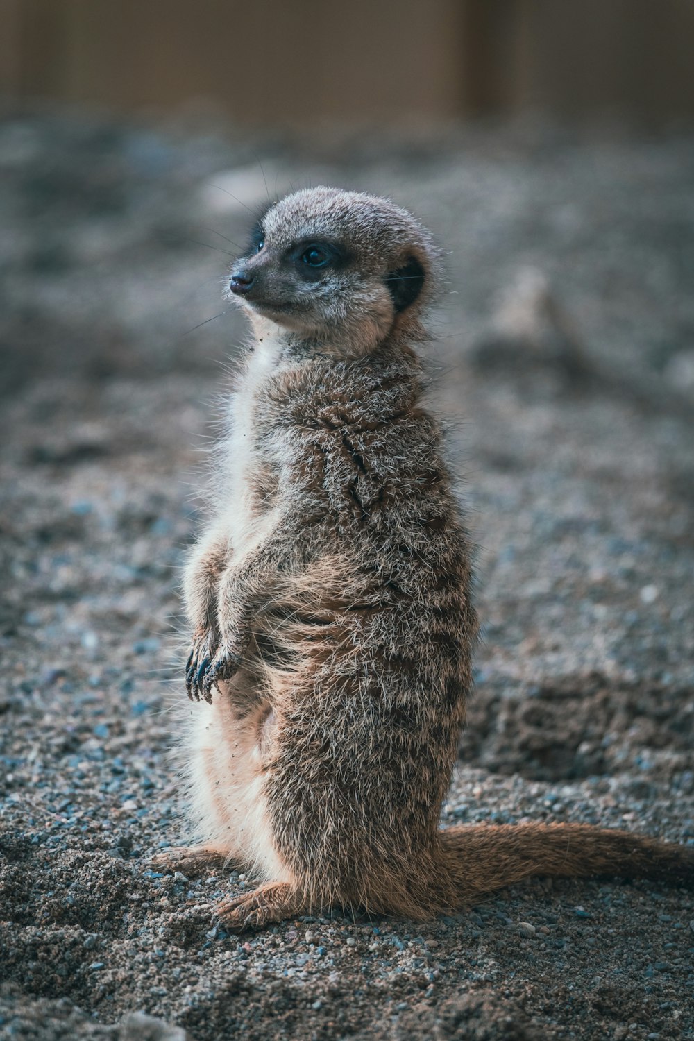 a small meerkat standing on its hind legs