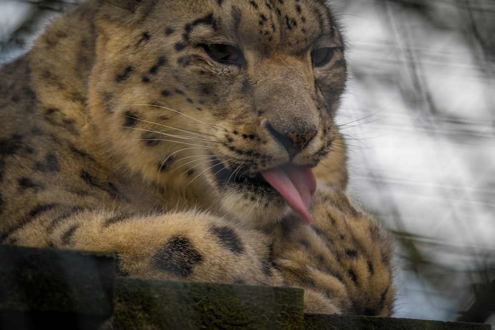 Un primo piano di un leopardo delle nevi con la lingua fuori