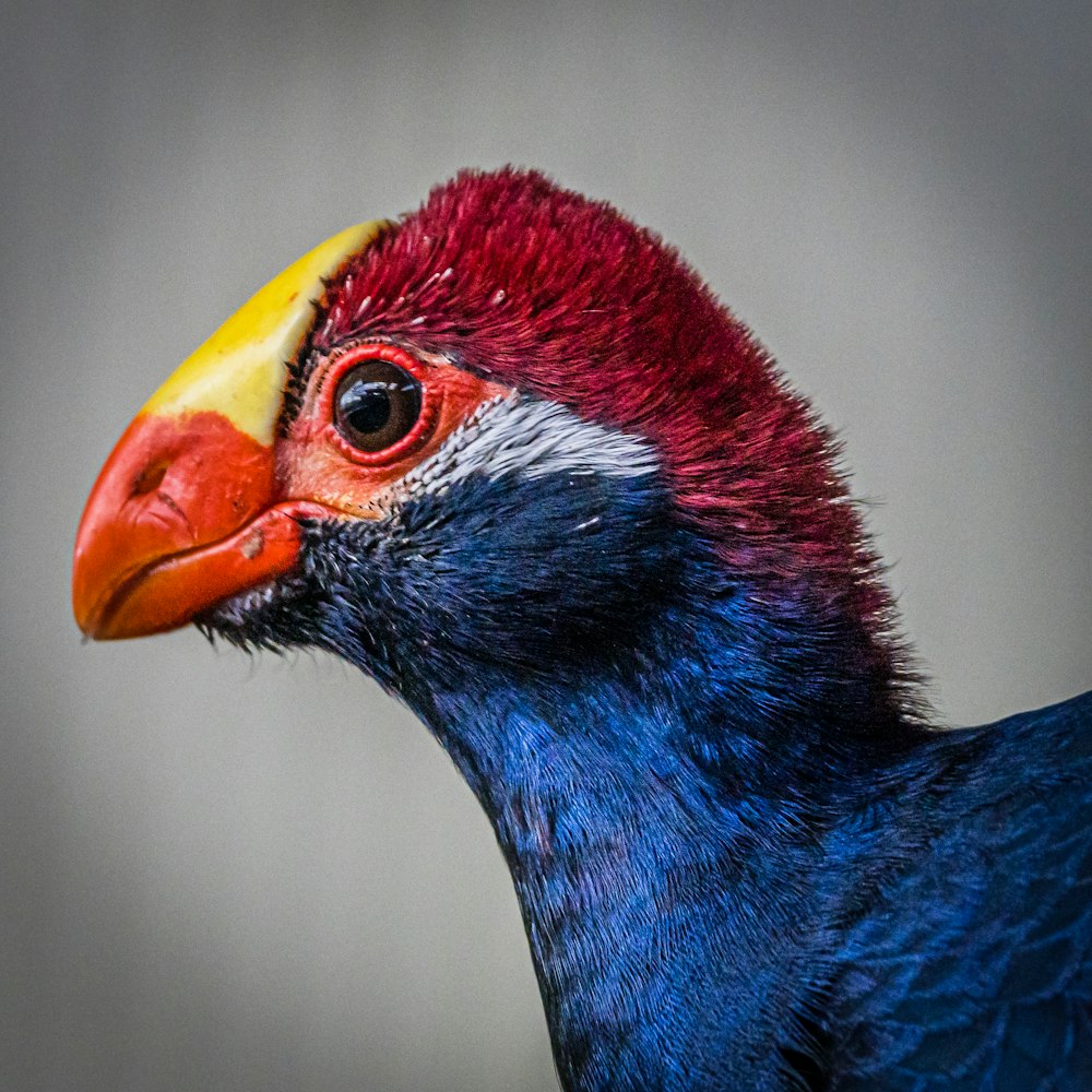 a close up of a colorful bird with a yellow beak