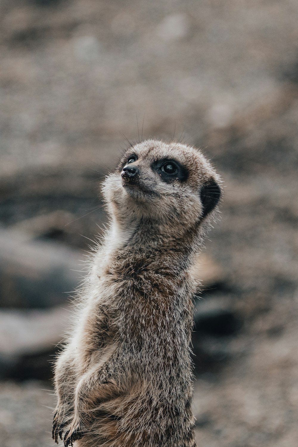 a small meerkat standing on its hind legs