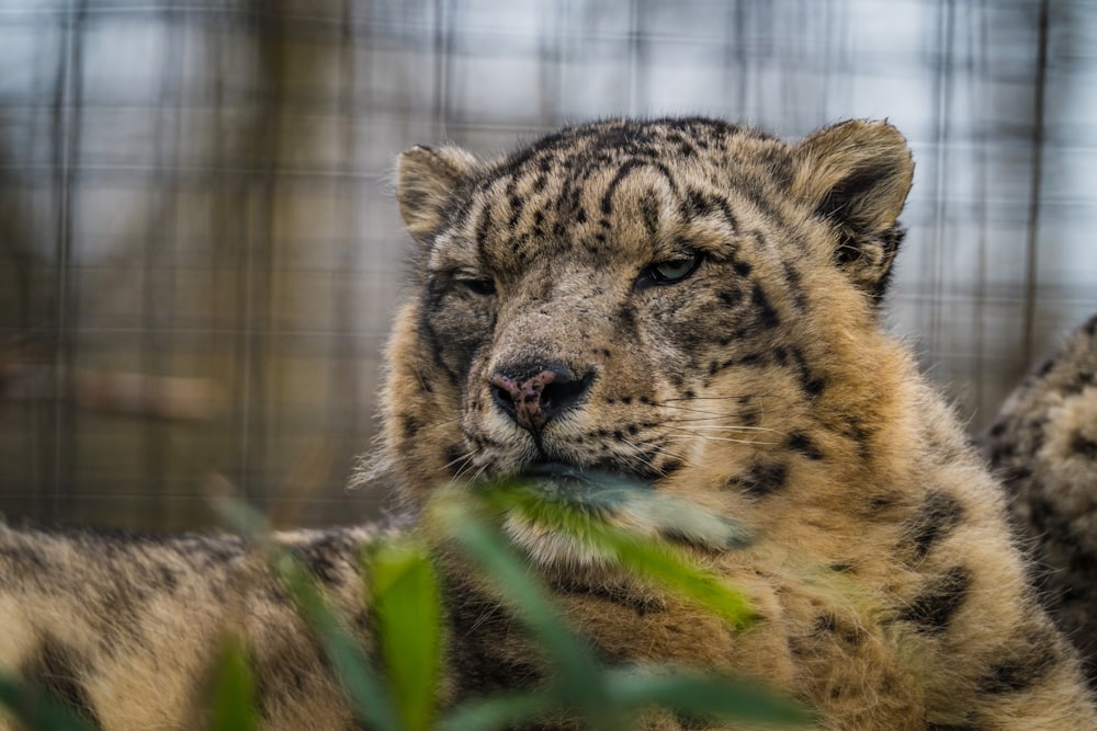 Un primo piano di un leopardo delle nevi in una gabbia