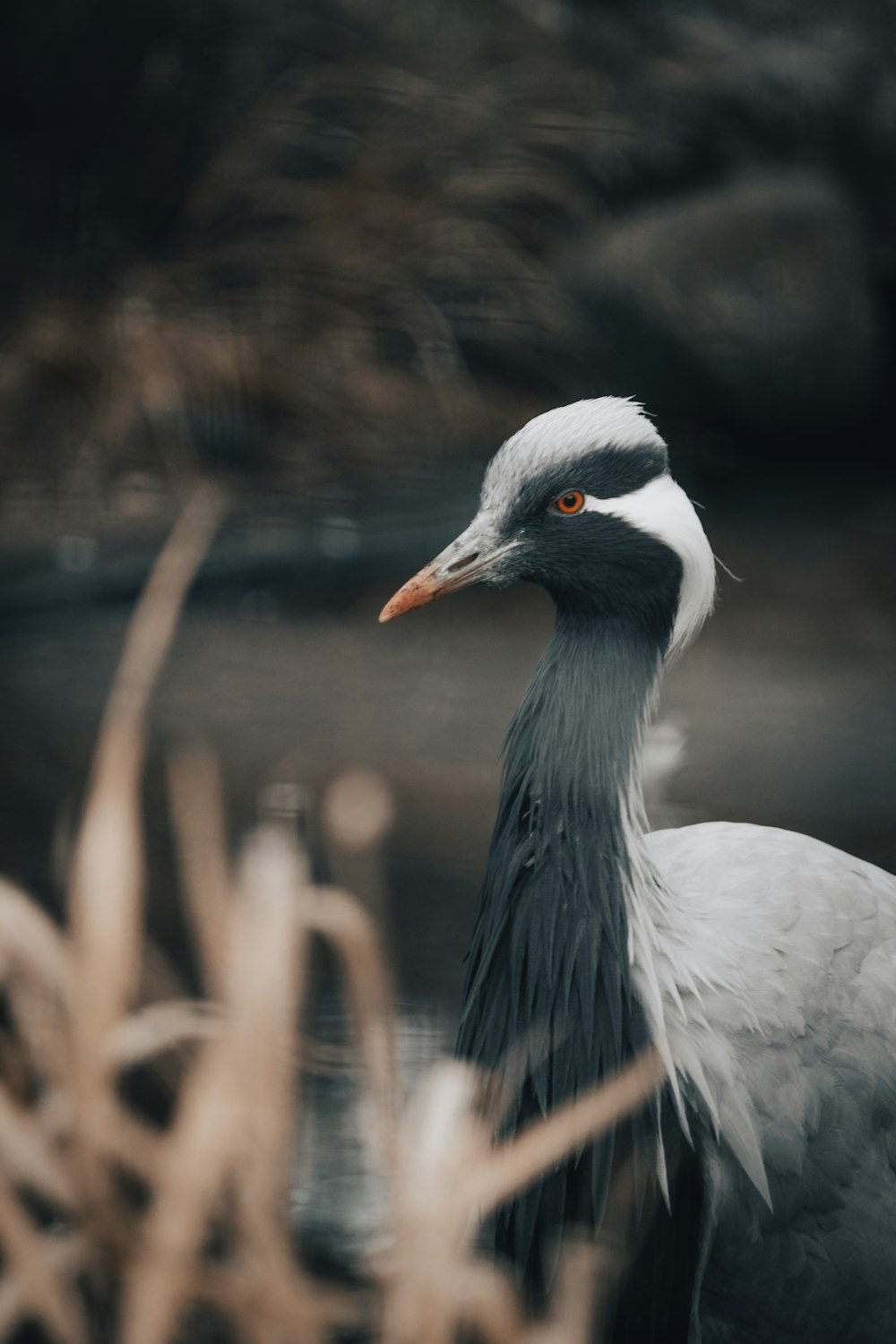 a bird with a long neck standing next to a body of water