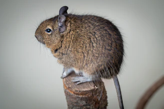 a mouse sitting on top of a piece of wood