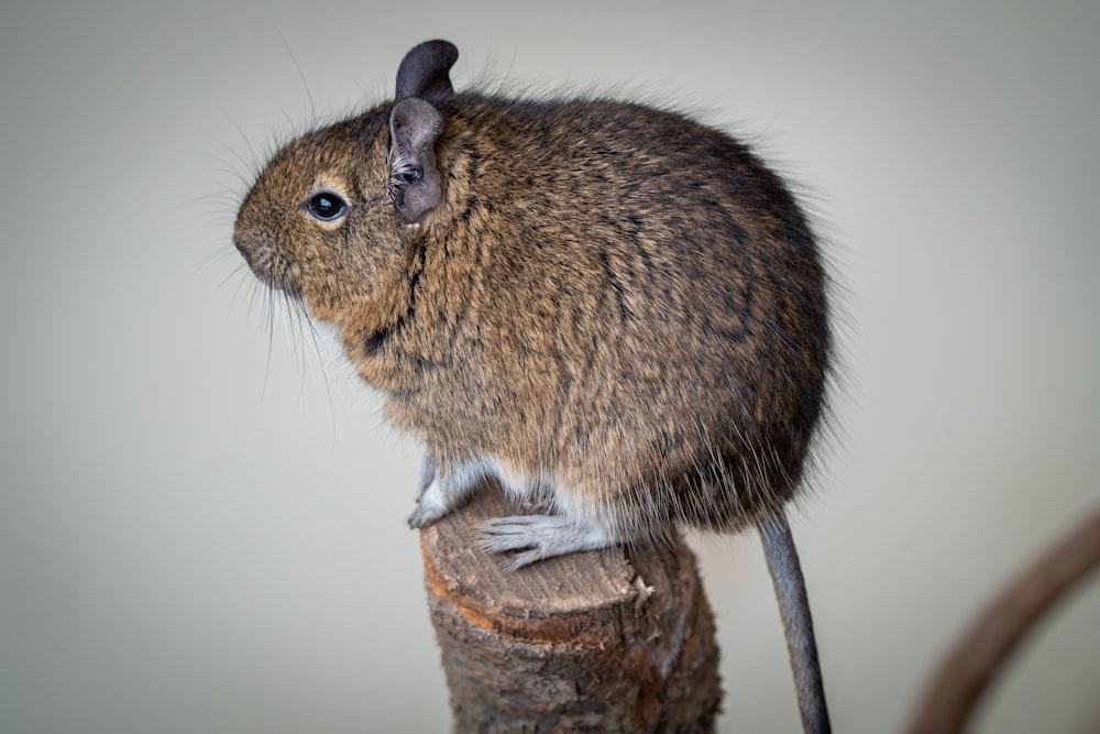 Un ratón sentado encima de un trozo de madera