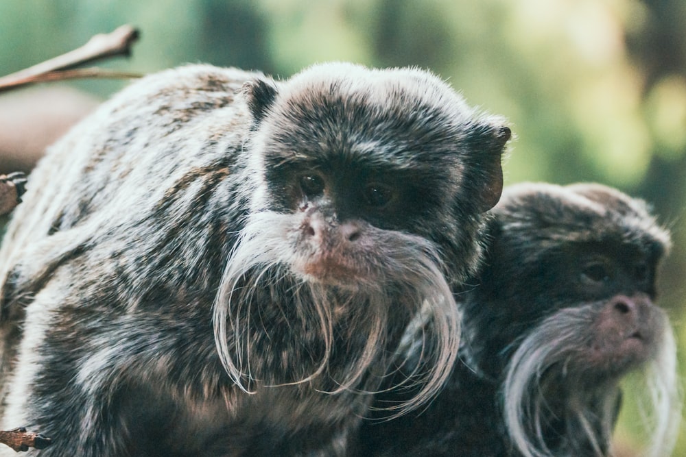 a couple of monkeys sitting on top of a tree branch