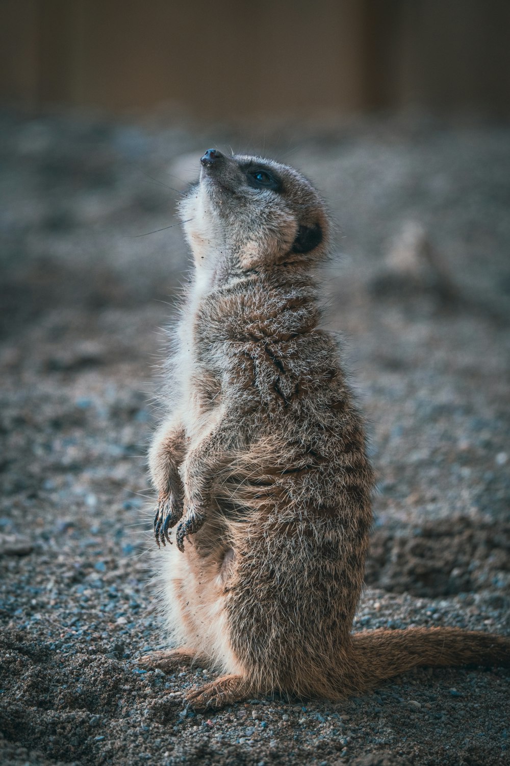 un piccolo suricato in piedi sulle zampe posteriori