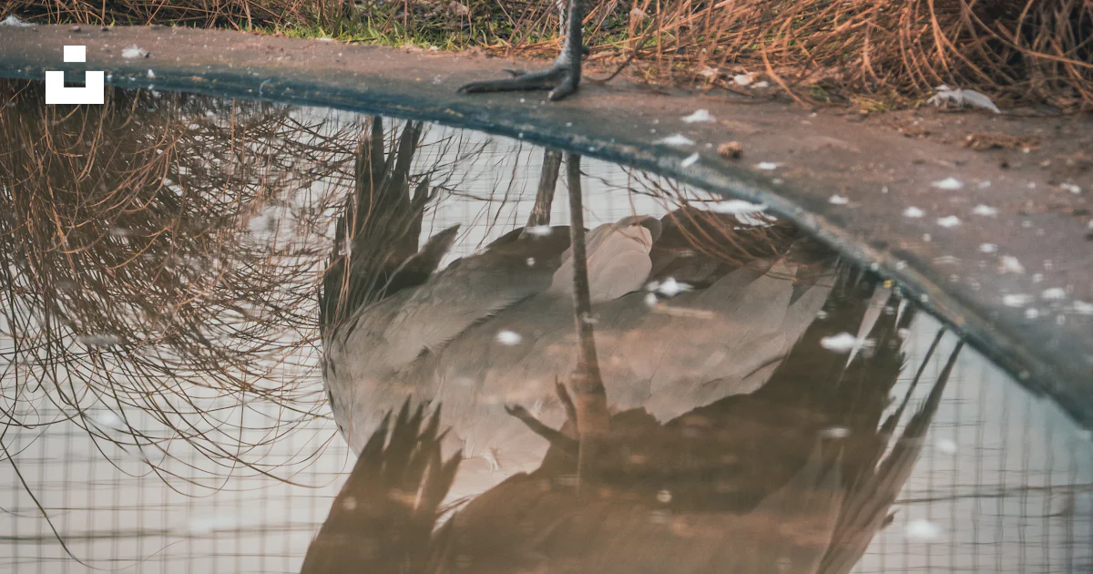 A large bird standing on top of a pool of water photo – Free Milnthorpe ...