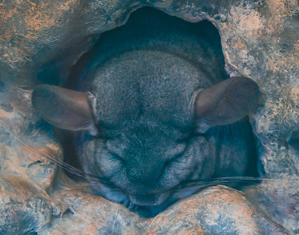 a close up of a animal in a cave