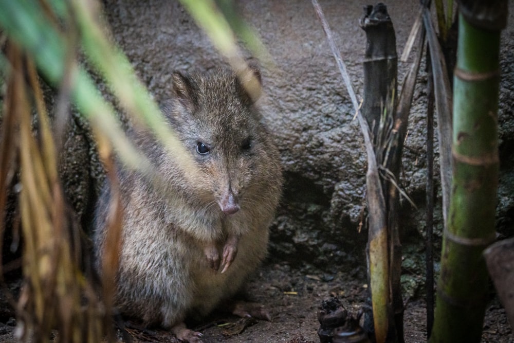 a small animal that is sitting in the dirt