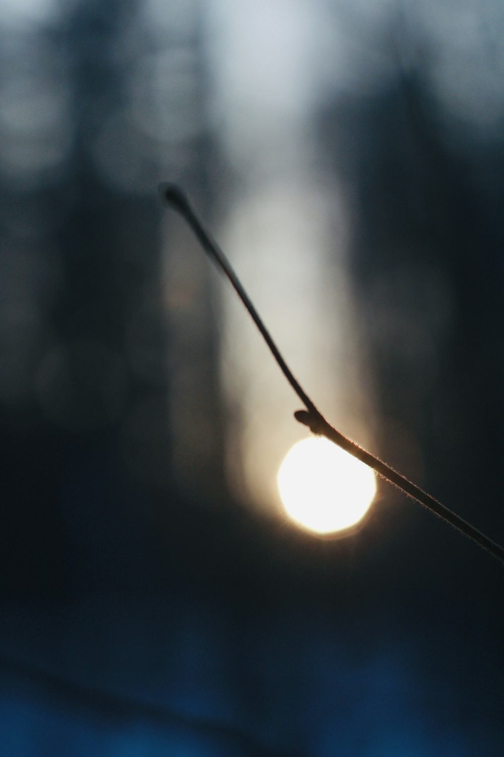 a close up of a tree branch with the sun in the background