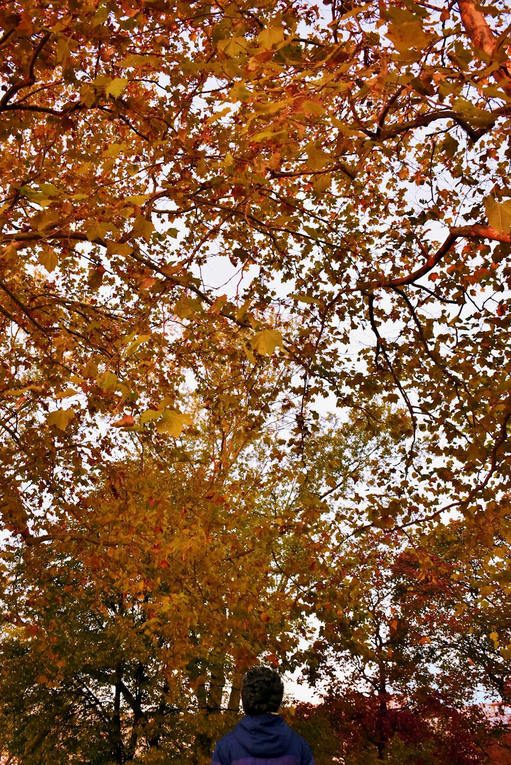 a person sitting on a bench under a tree