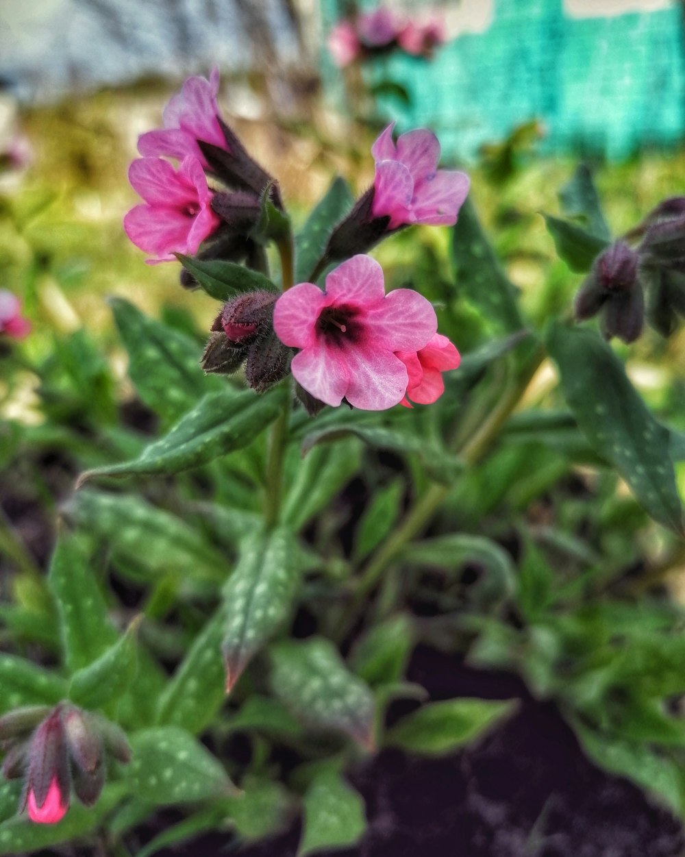 a close up of a pink flower with green leaves