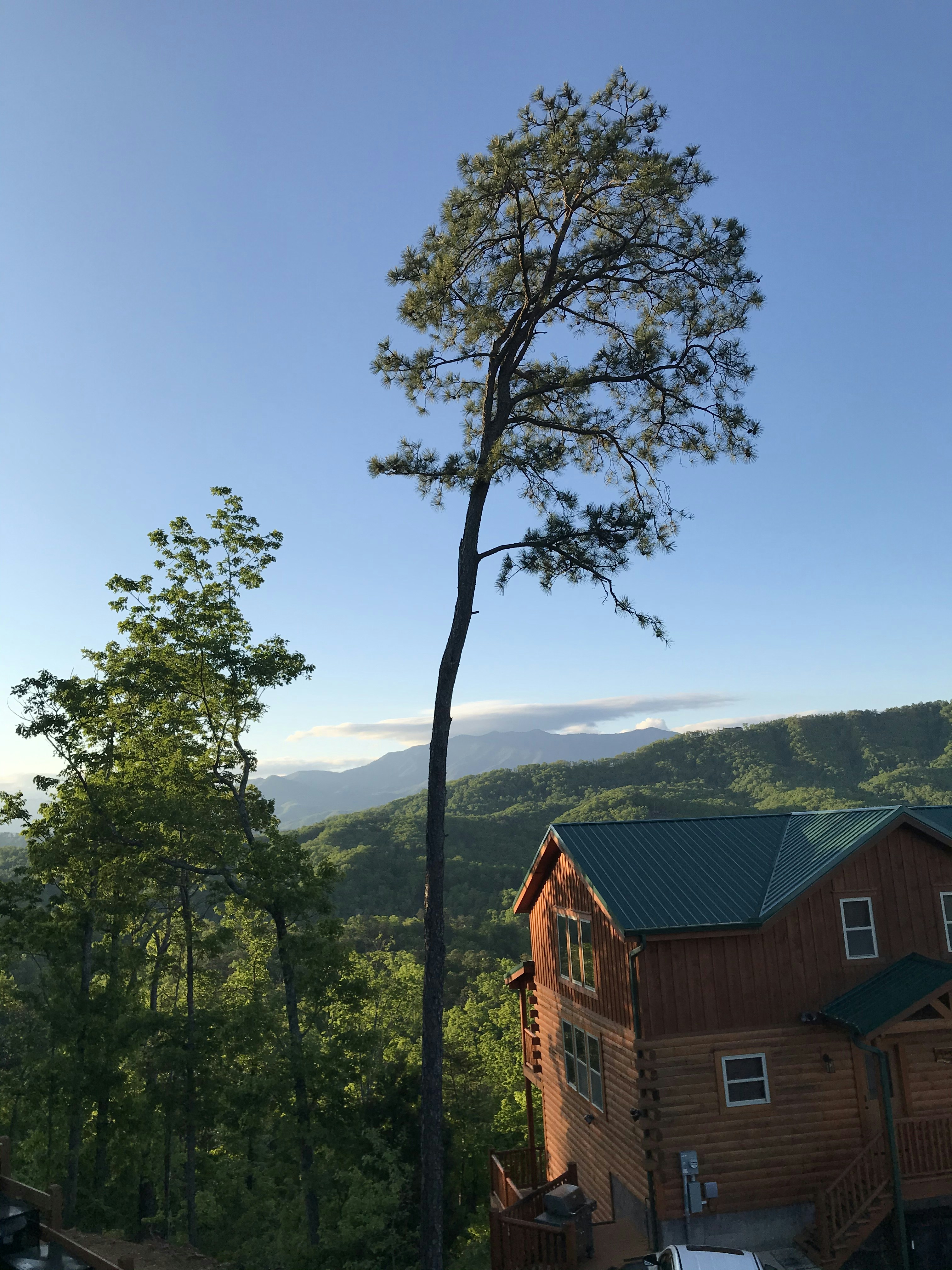 a tall tree in front of a house