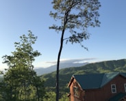 a tall tree in front of a house