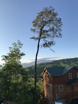 a tall tree in front of a house