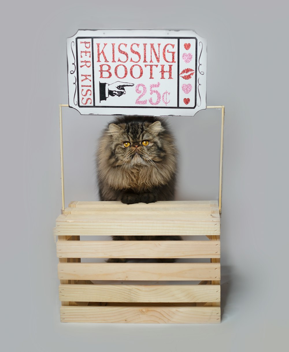 a cat sitting on top of a wooden crate