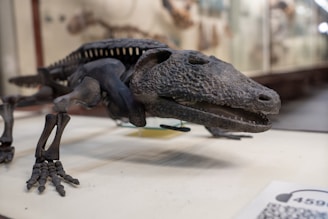 A detailed photograph of a prehistoric amphibian or reptile skeleton displayed on a flat surface, focusing on the fossilized remains with visible teeth and limb bones. The background is slightly blurred, indicating this may be part of a museum exhibit.