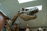 A large dinosaur skeleton displayed indoors, with a focus on its prominent skull and sharp teeth. The setting is a museum with a high ceiling and bright lighting. Background details include people observing the exhibit and architectural elements like brick walls and a skylight.