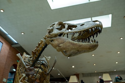 A large dinosaur skeleton displayed indoors, with a focus on its prominent skull and sharp teeth. The setting is a museum with a high ceiling and bright lighting. Background details include people observing the exhibit and architectural elements like brick walls and a skylight.