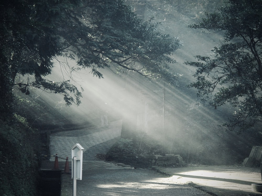 the sun shines through the trees onto a path