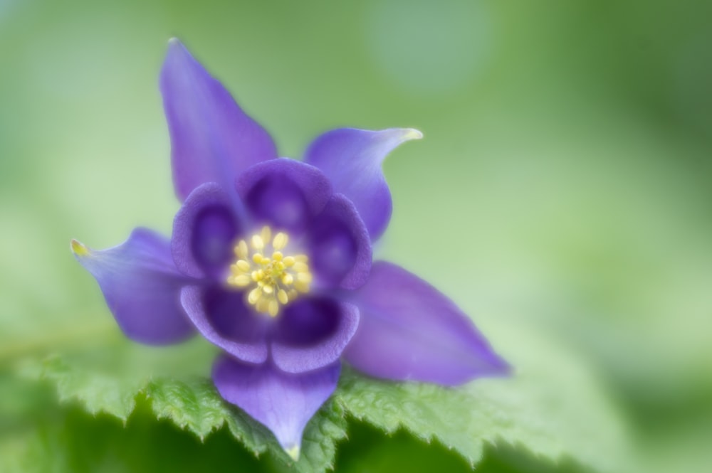 a close up of a purple flower on a green leaf