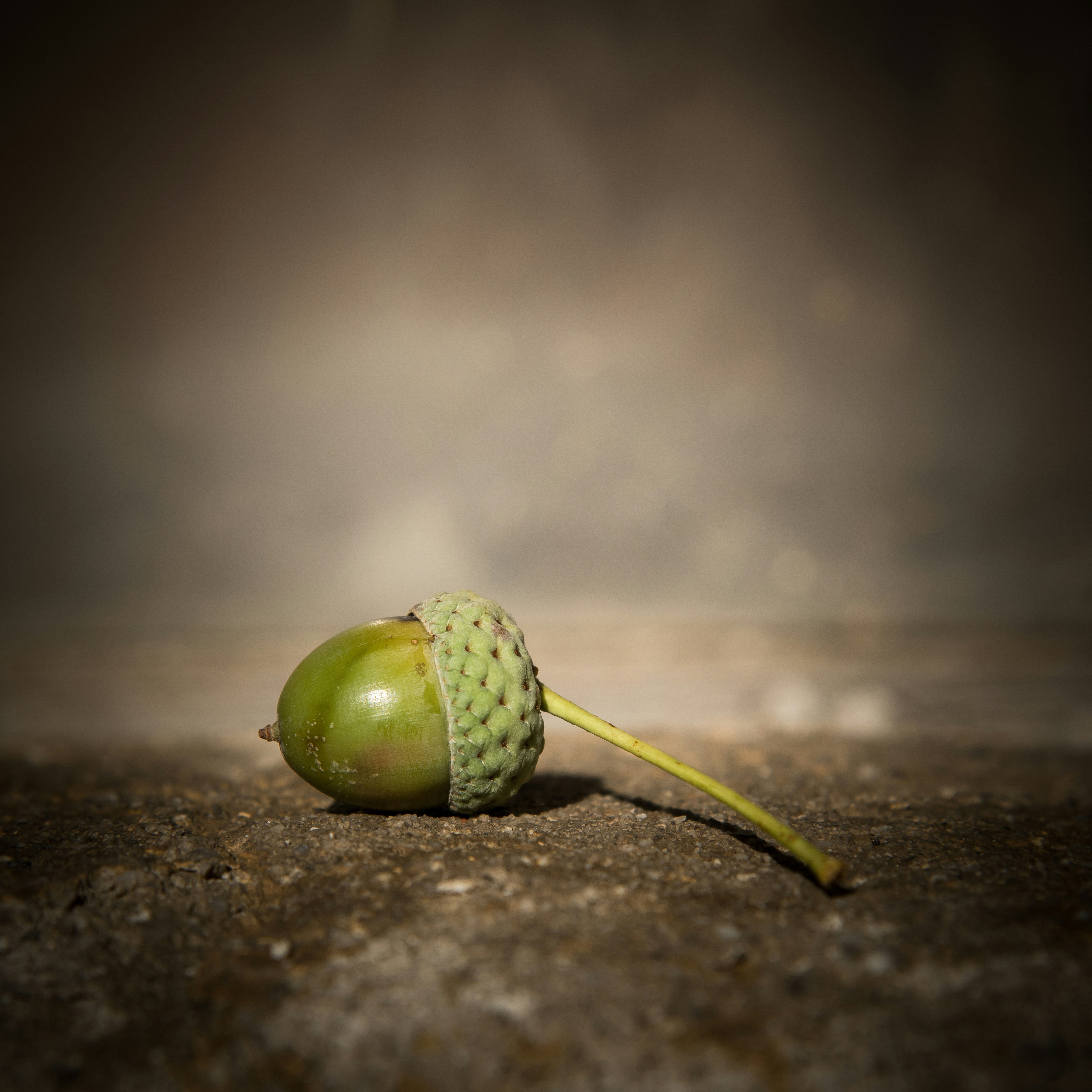a close up of a green object on the ground