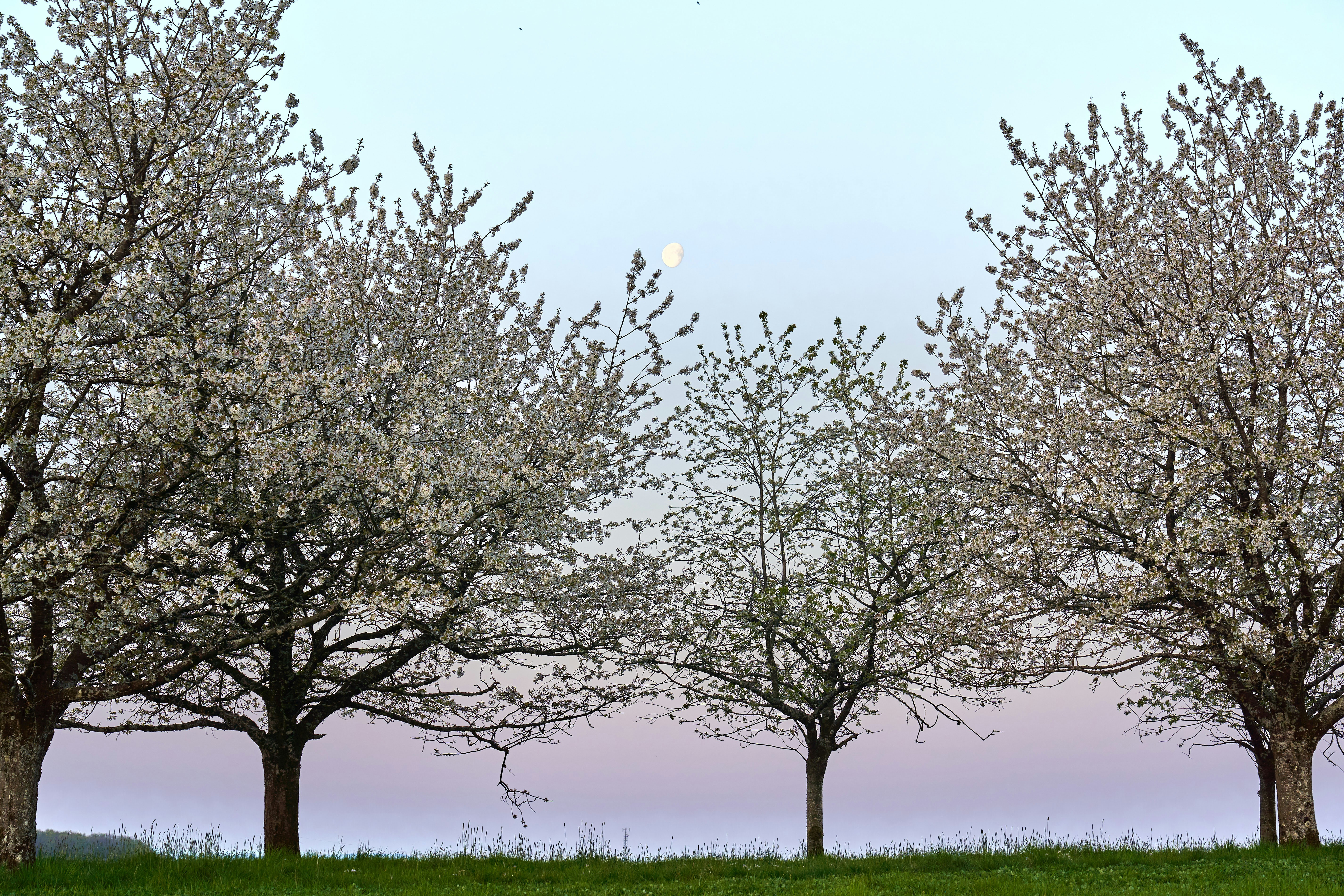 Photo by wolfgang_hasselmann