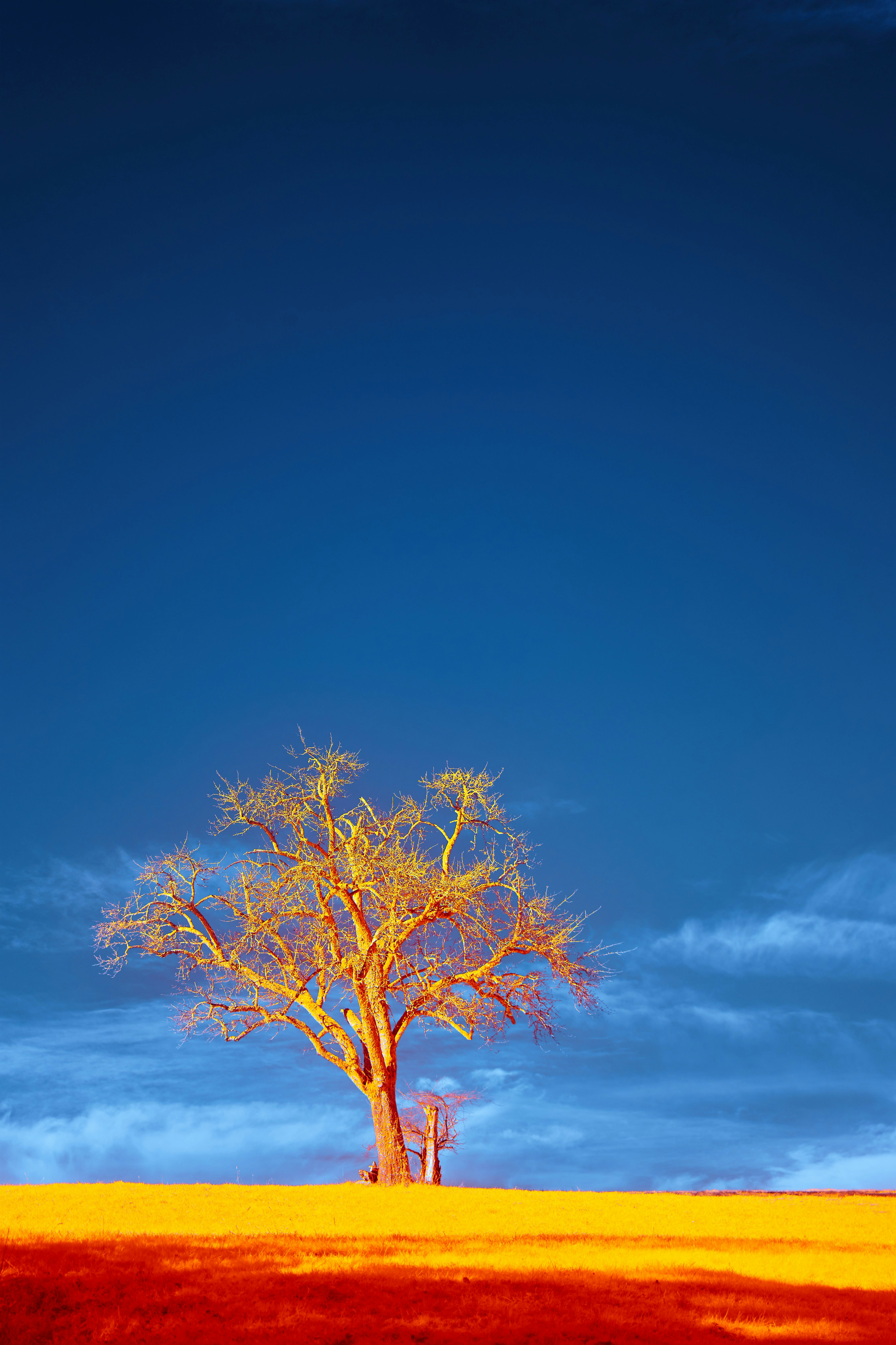 Photo by wolfgang_hasselmann